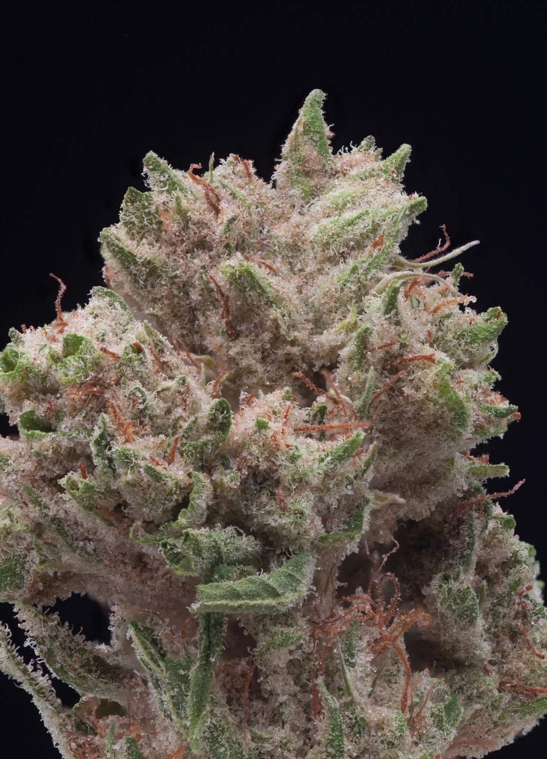 Frosty solventless bud